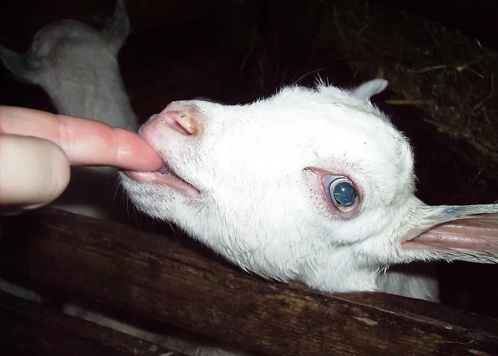 安娜木屋公寓 * 乌滕多夫